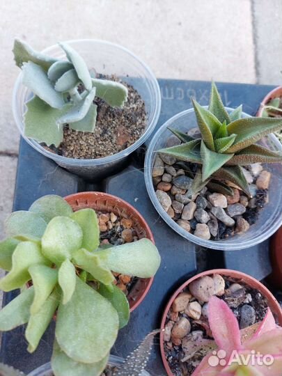 Суккуленты набор