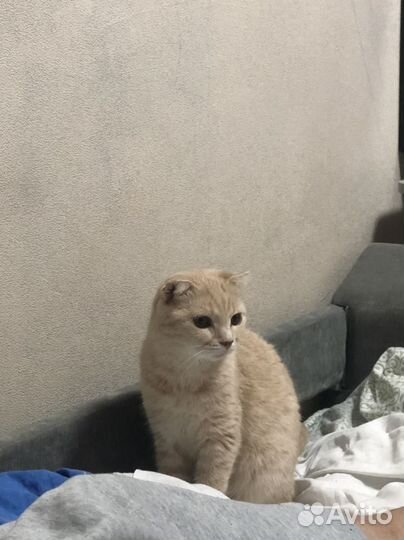 Котики бесплатно