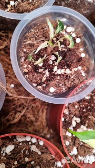 Алоказия бамбино пинк вариегатная фото