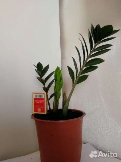 Замиокулькас, шефлера, фикус Бенджамина, толстянка