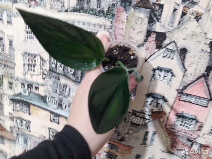 Сциндапсус Дарк форм (dark form)