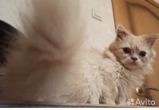 Винсент, 6 мес. Редкий окрас