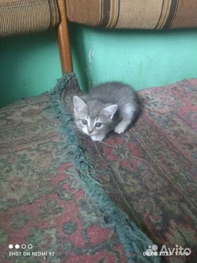 Кошки в дар