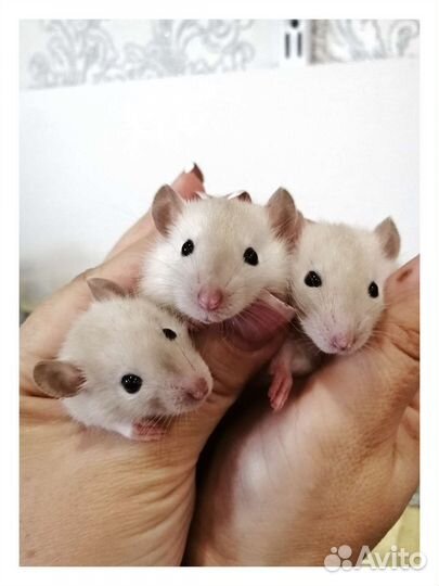 Крыса крыски крысята Дамбо сиамские