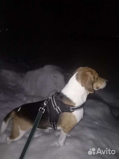 Эстонская гончая для вязки, кобель