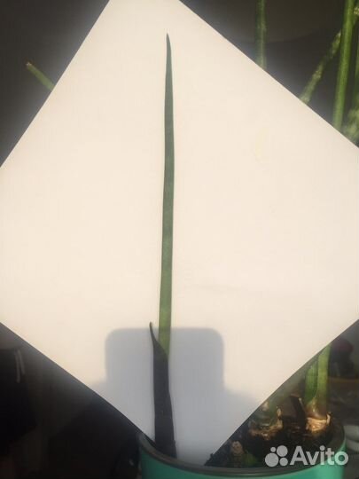 Сансевиерия детки один стебель