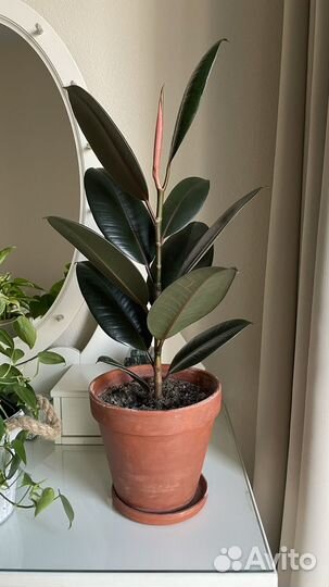 Фикус эластика абиджан