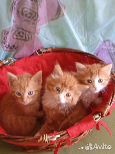 Рыжее счастье