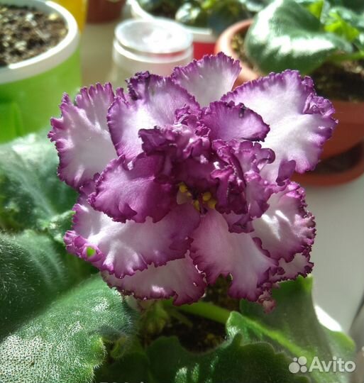 Детки сортовых фиалок