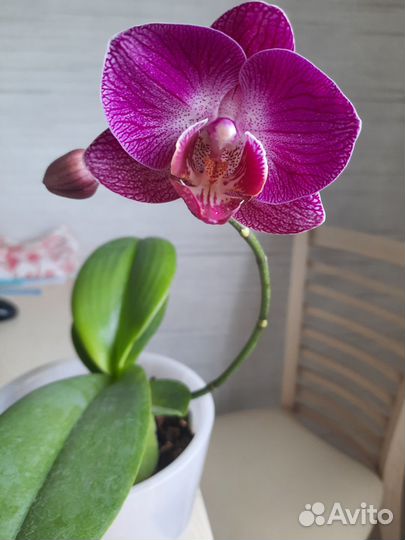 Орхидея фаленопсис мини микс
