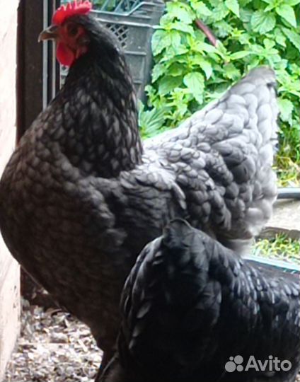 Австралорп инкубационные яйца