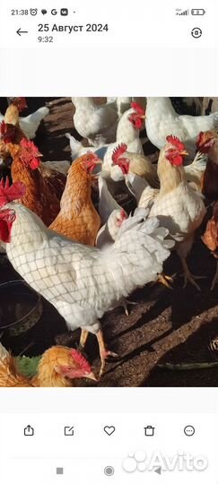 Куры несушки ломен браун, индо-утки,петухи