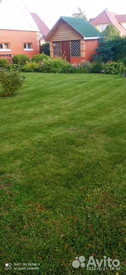 Семена газонной травы