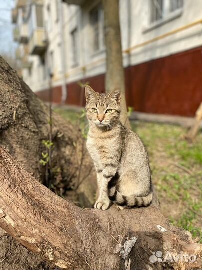 Кошка в дар