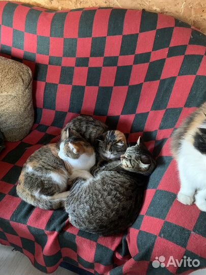 2 кошки 1 кот