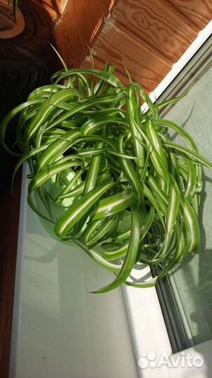 Хлорофитум кучерявый хохлатый