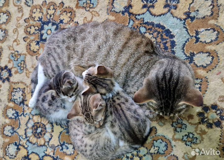 Котята в добрые руки