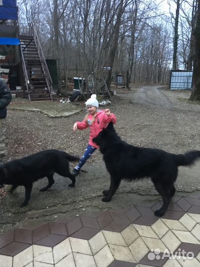 Щенки немецкой овчарки