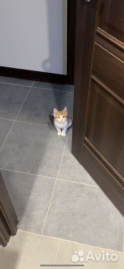 Рыжий котенок в добрые руки
