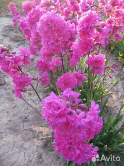 Ромашка голубая, Смолка, Армерия, Сентябринка