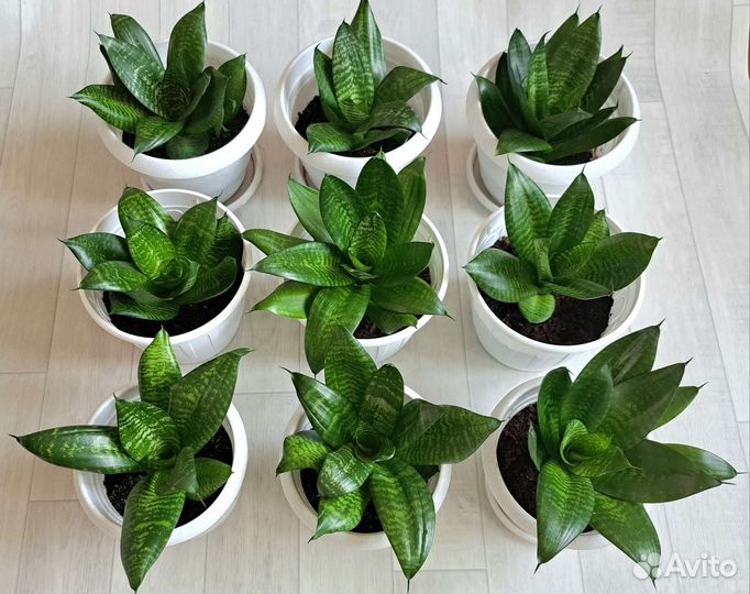 Сансевиера ханни