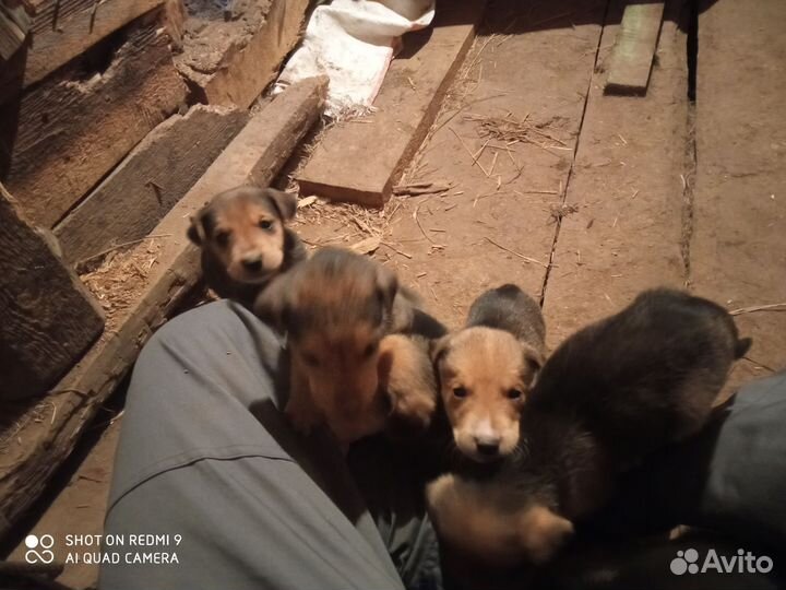 Щенки русской гончей