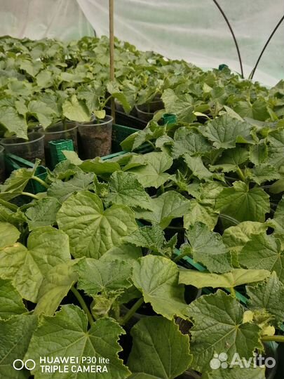 Рассада помидор, огурцов, перца, капуста