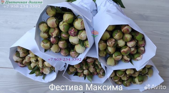 Пионы оптом