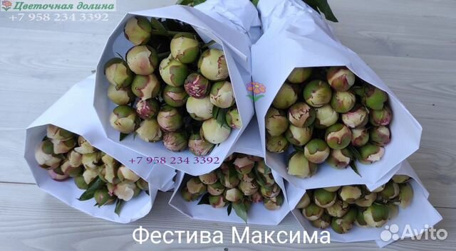 Пионы оптом