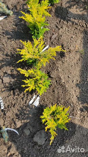 Можжевельник лайм глоу р9 и другие сорта