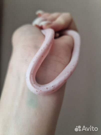 Маисовый полоз