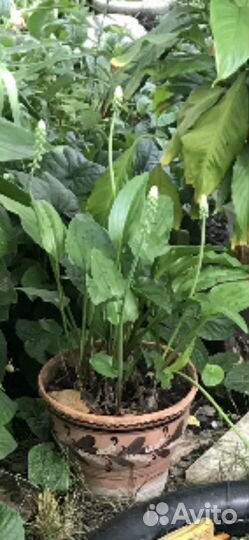 Хлорофитум