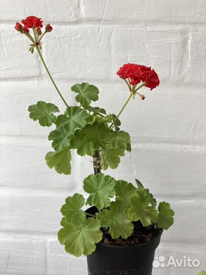 Пеларгония герань сортовая