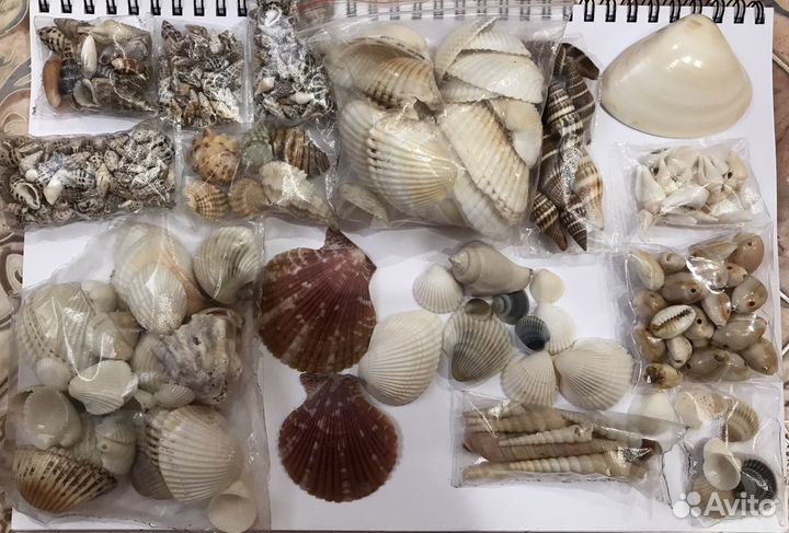 Морские ракушки. Есть редкие