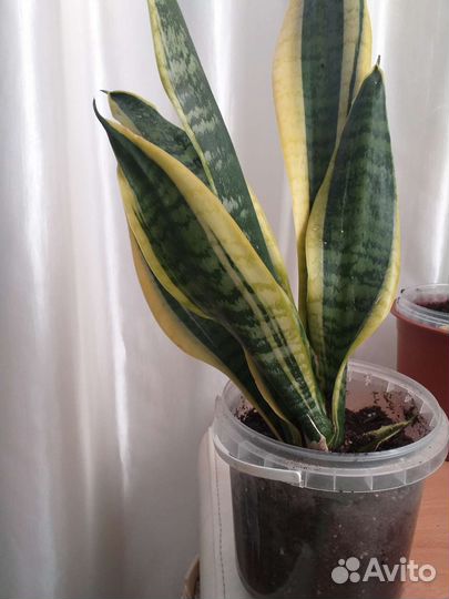 Сансевиерия лауренти