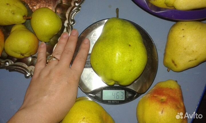 Супер груша саженцы и черенки для прививки