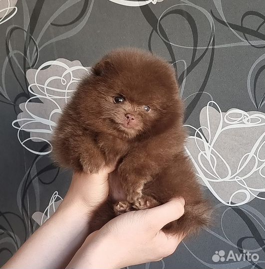 Шпицуля миник