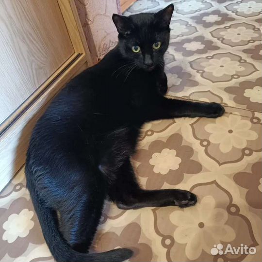 Кот в дар бесплатно