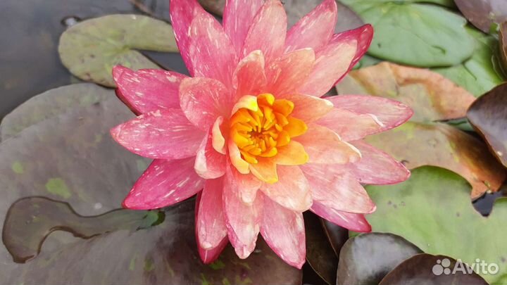 Водные растения (нимфея - водная лилия) в пруд