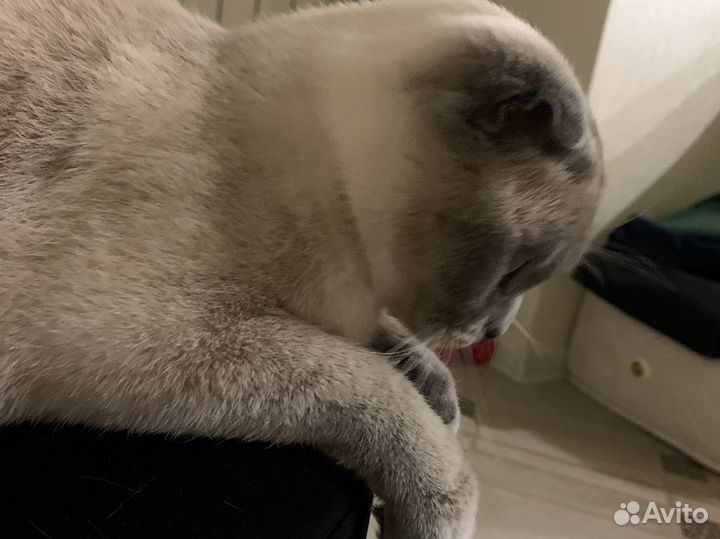 Ищем кота для вязки
