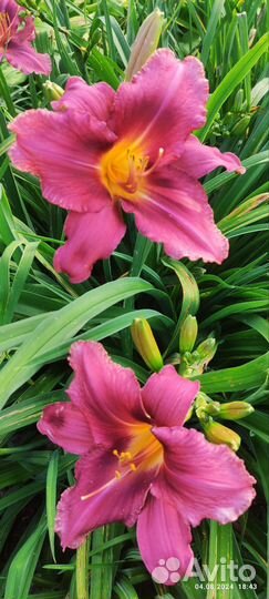 Лилейники сортовые многолетки