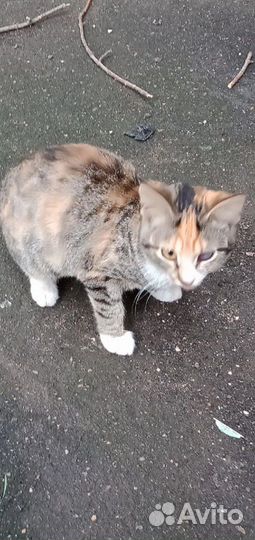 Спасите бездомных Очень ждут своего человека