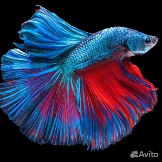 Петушки курочки супердельта