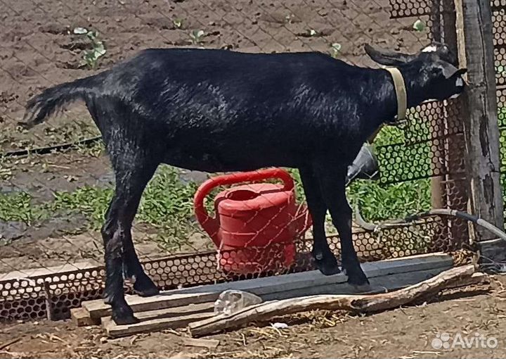 Козы и козлы, овца с ягненком