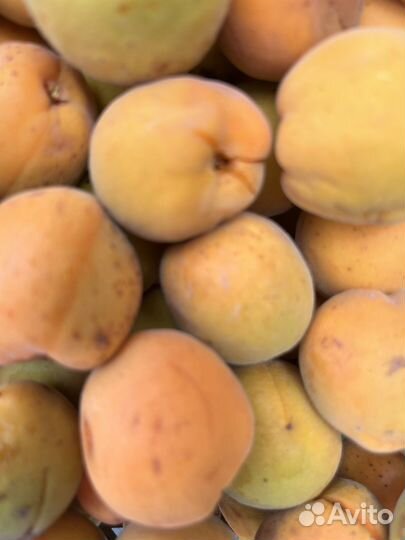 Абрикос местный