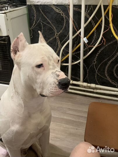 Питбуль вязка