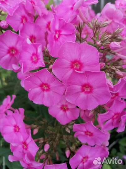 Флокс метельчатый