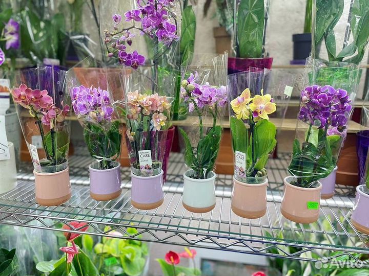 Мини орхидеи