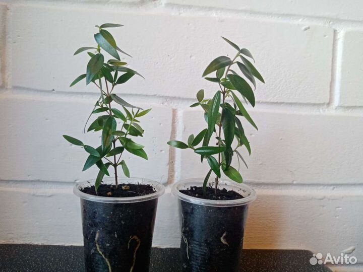 Мирт, комнатное растение