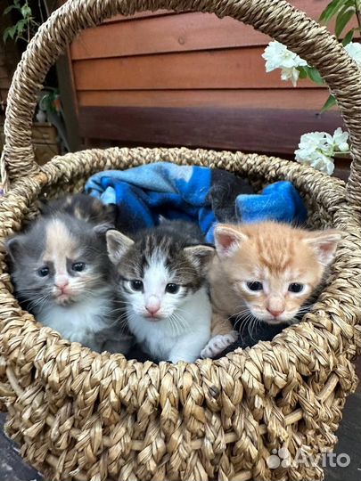 Котята в добрые руки